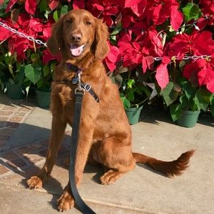 Meet your Posher, Natalie